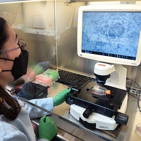 A researcher at an EVOS FL microscope inside a biosafety cabinet